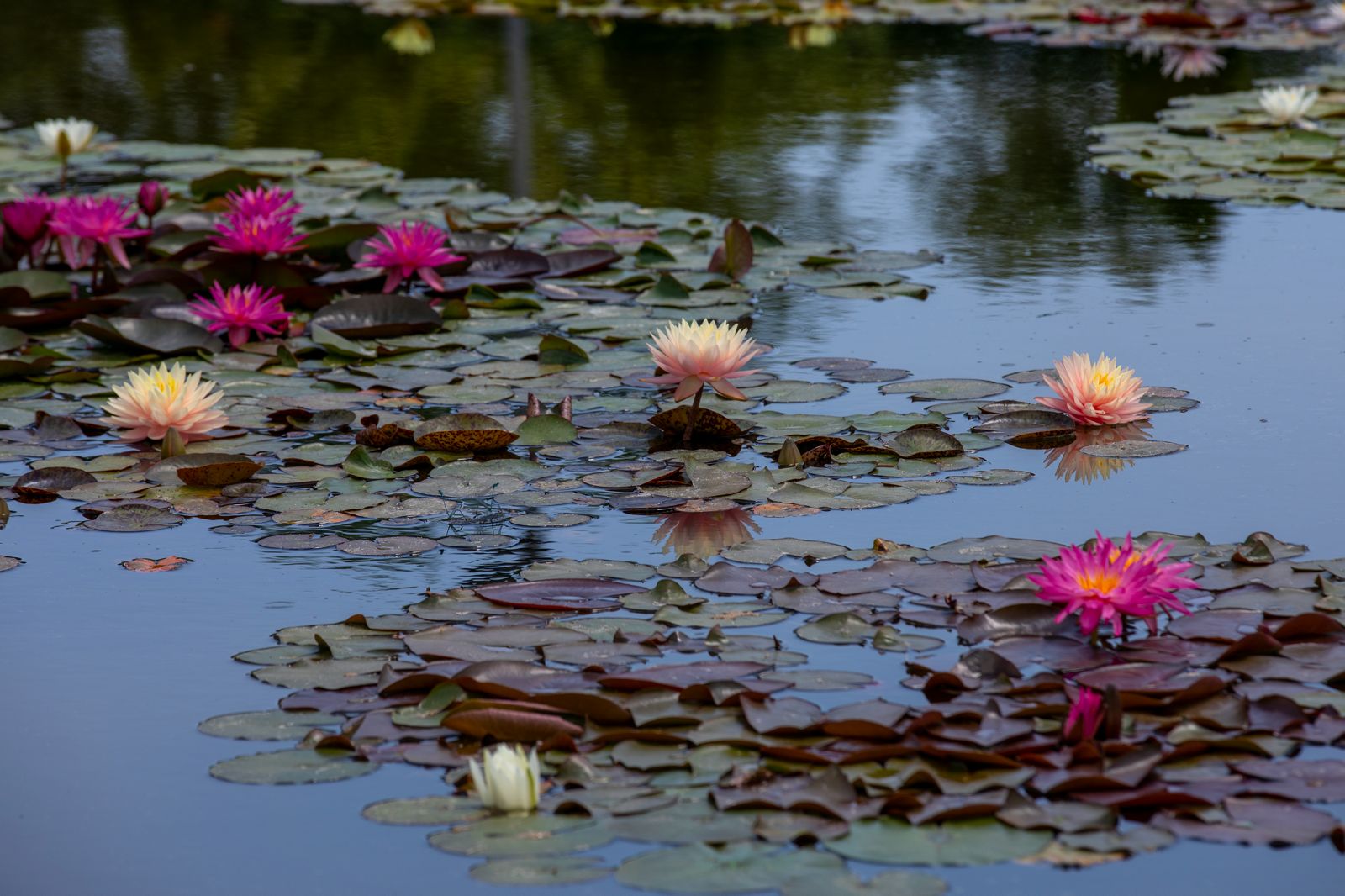 Lotus Çiçekleri