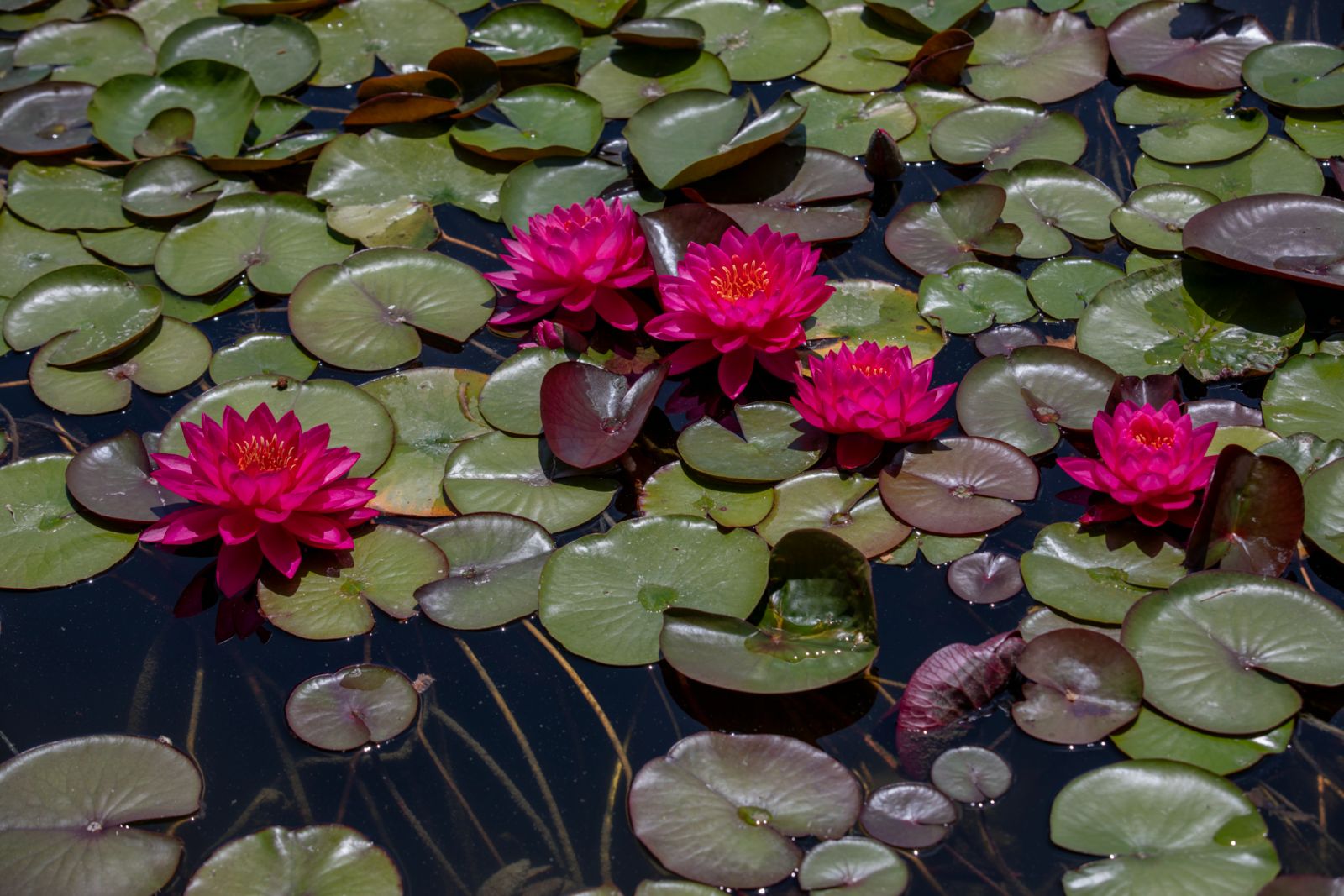 Lotus detay