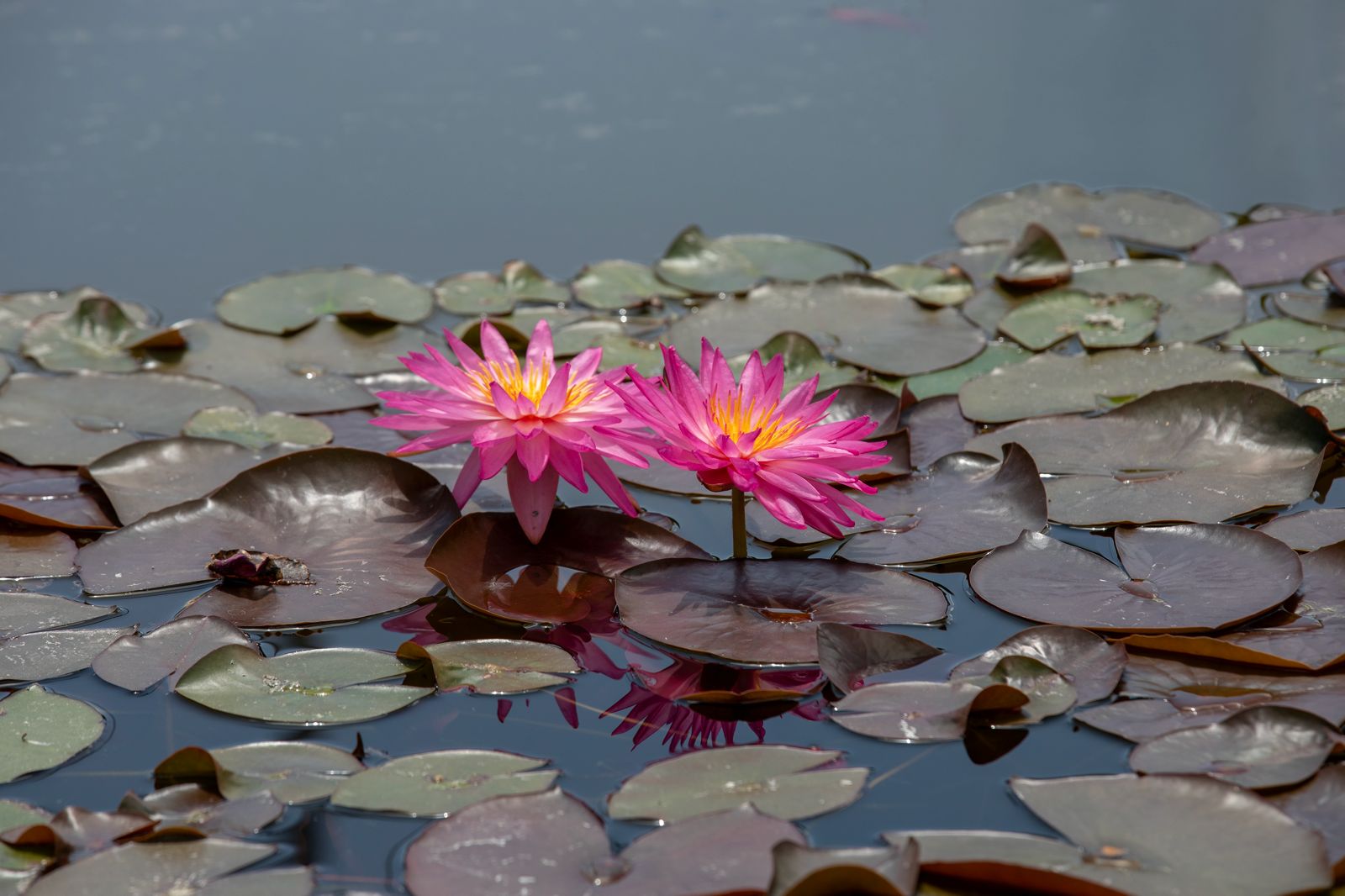 Lotus 3