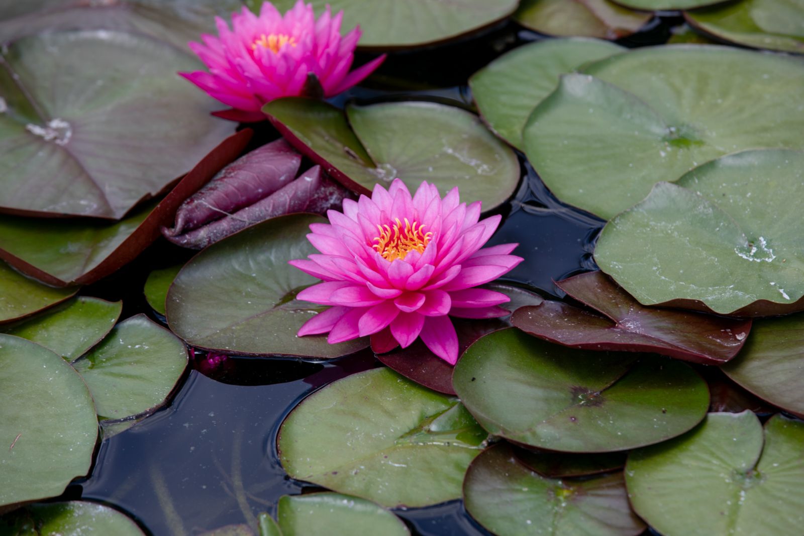 Lotus 5