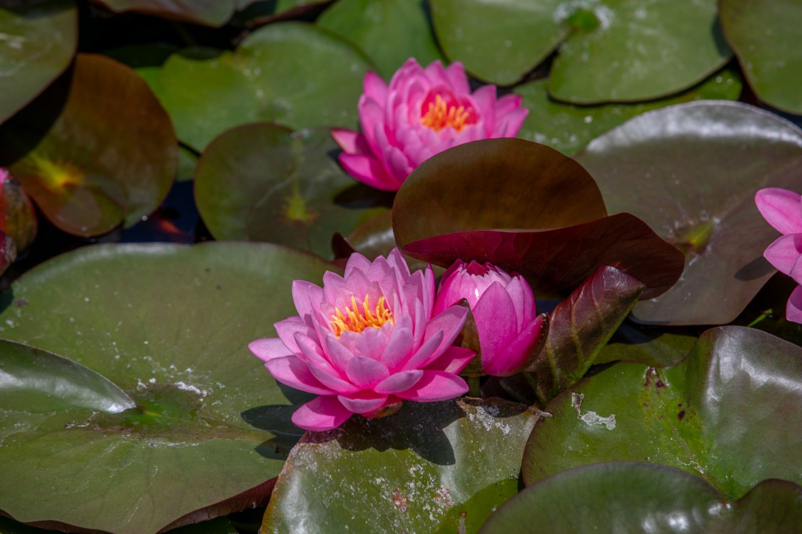 Lotus 7