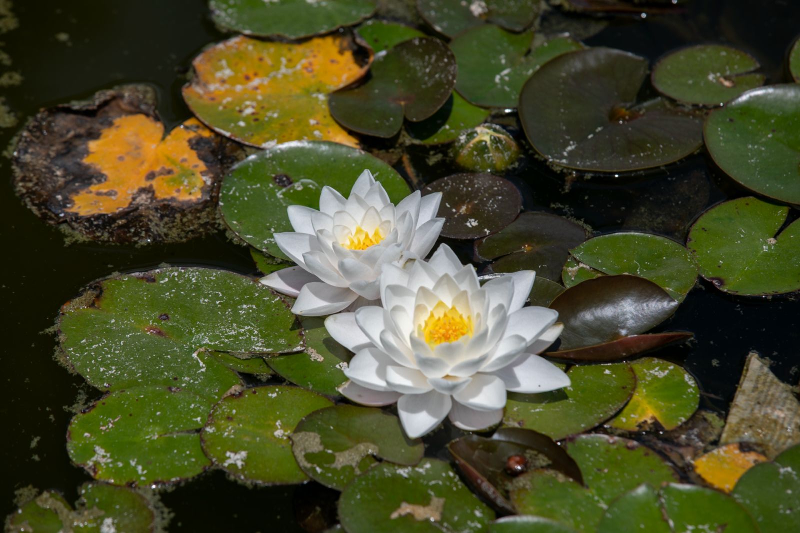 Lotus 9
