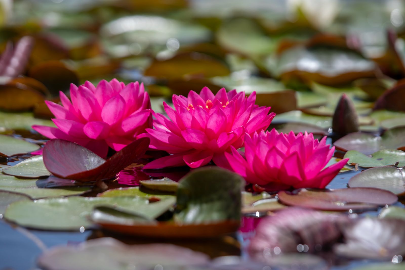 Lotus 10
