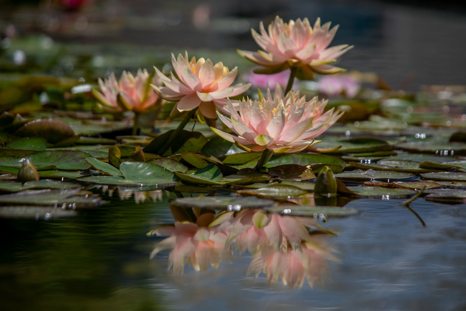 Lotus 11