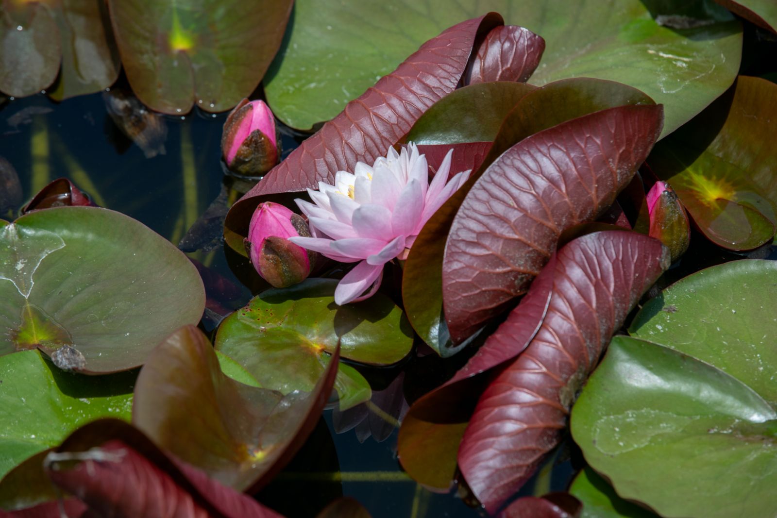 Lotus 12