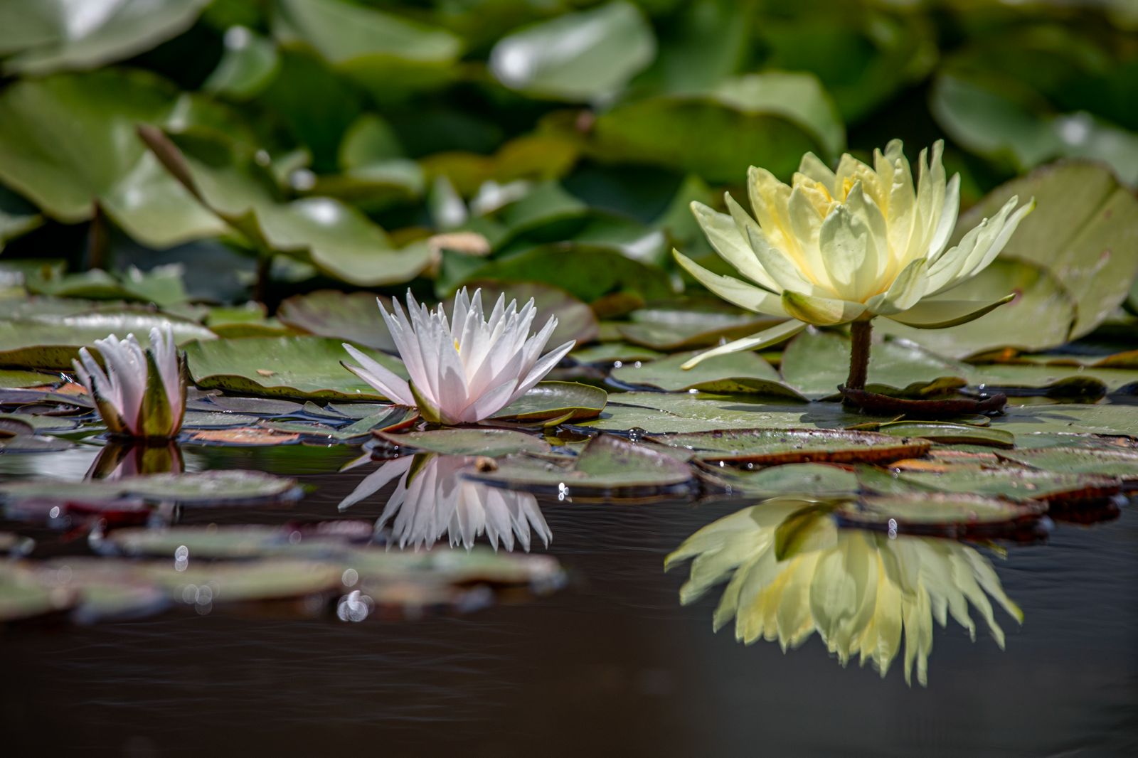 Lotus 13