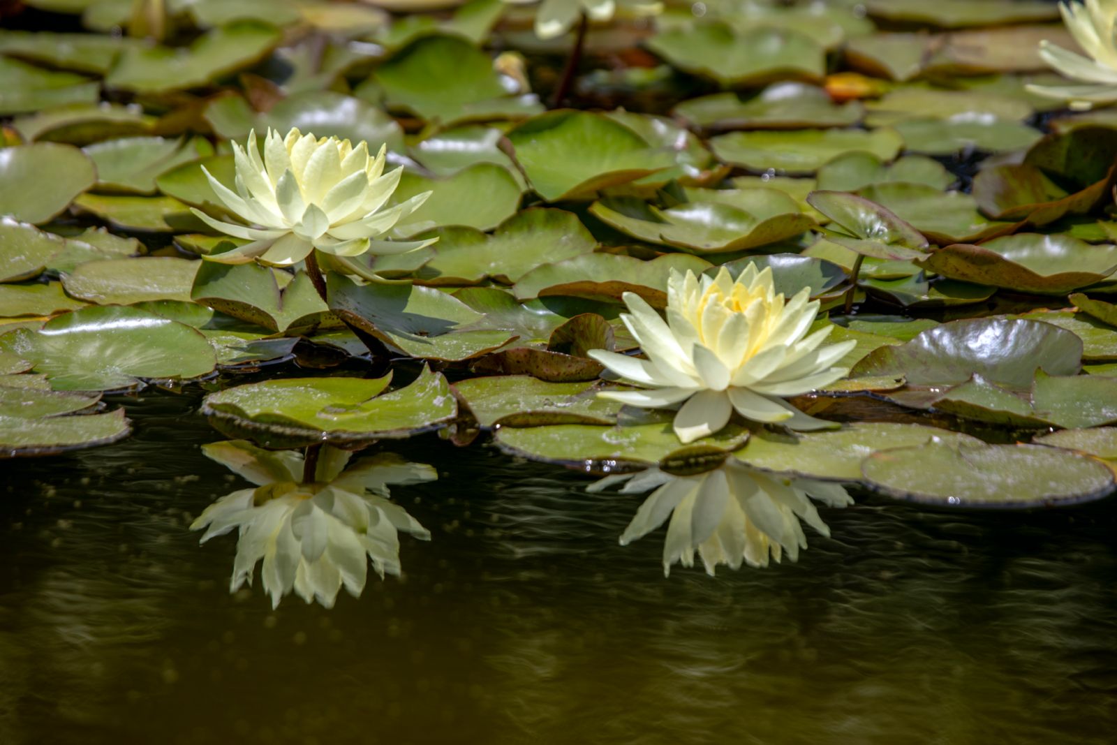 Lotus 14