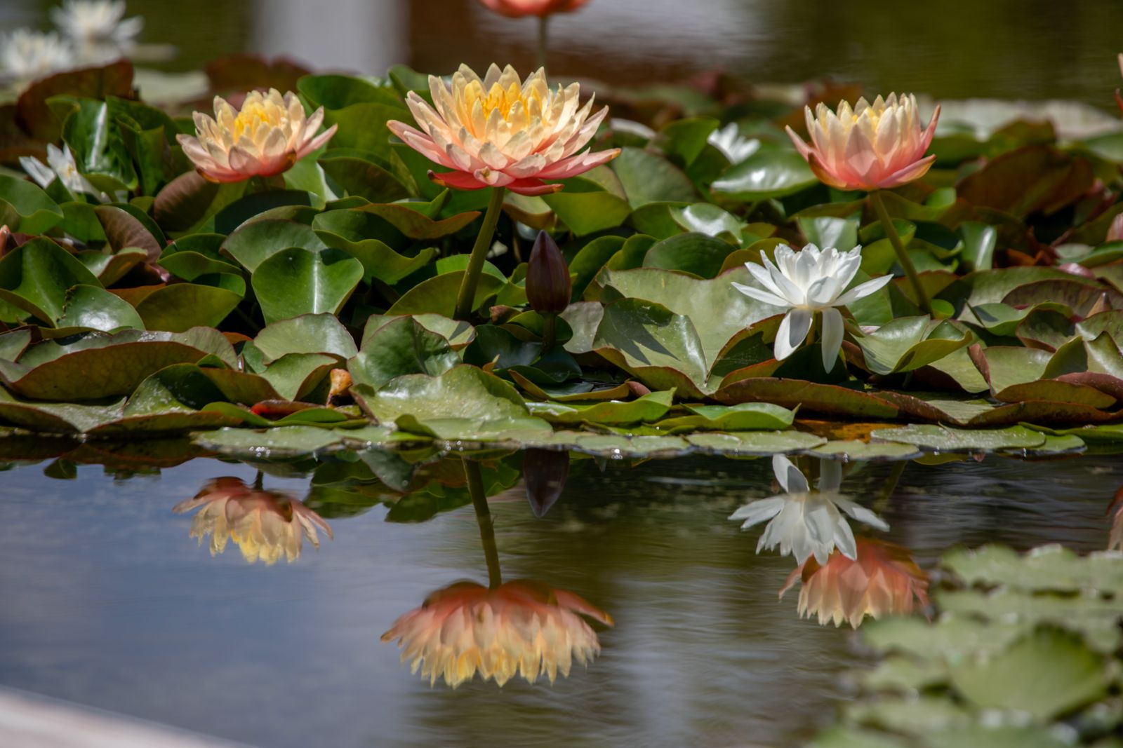 Lotus 15