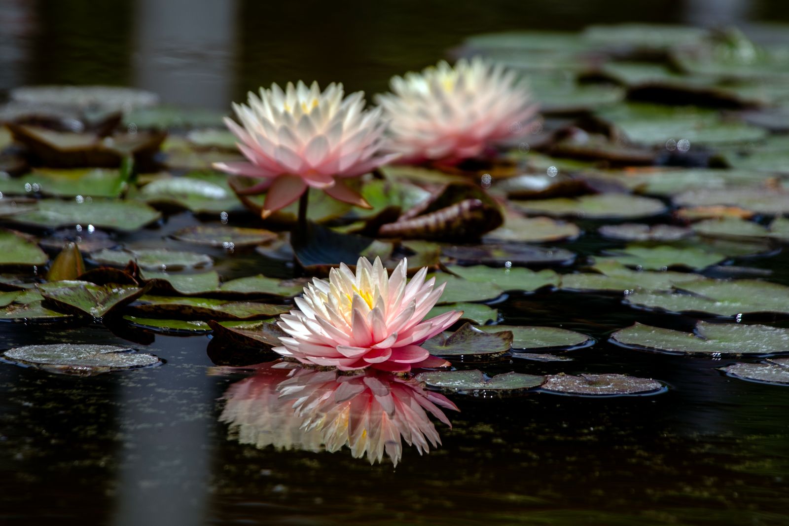 Lotus 16