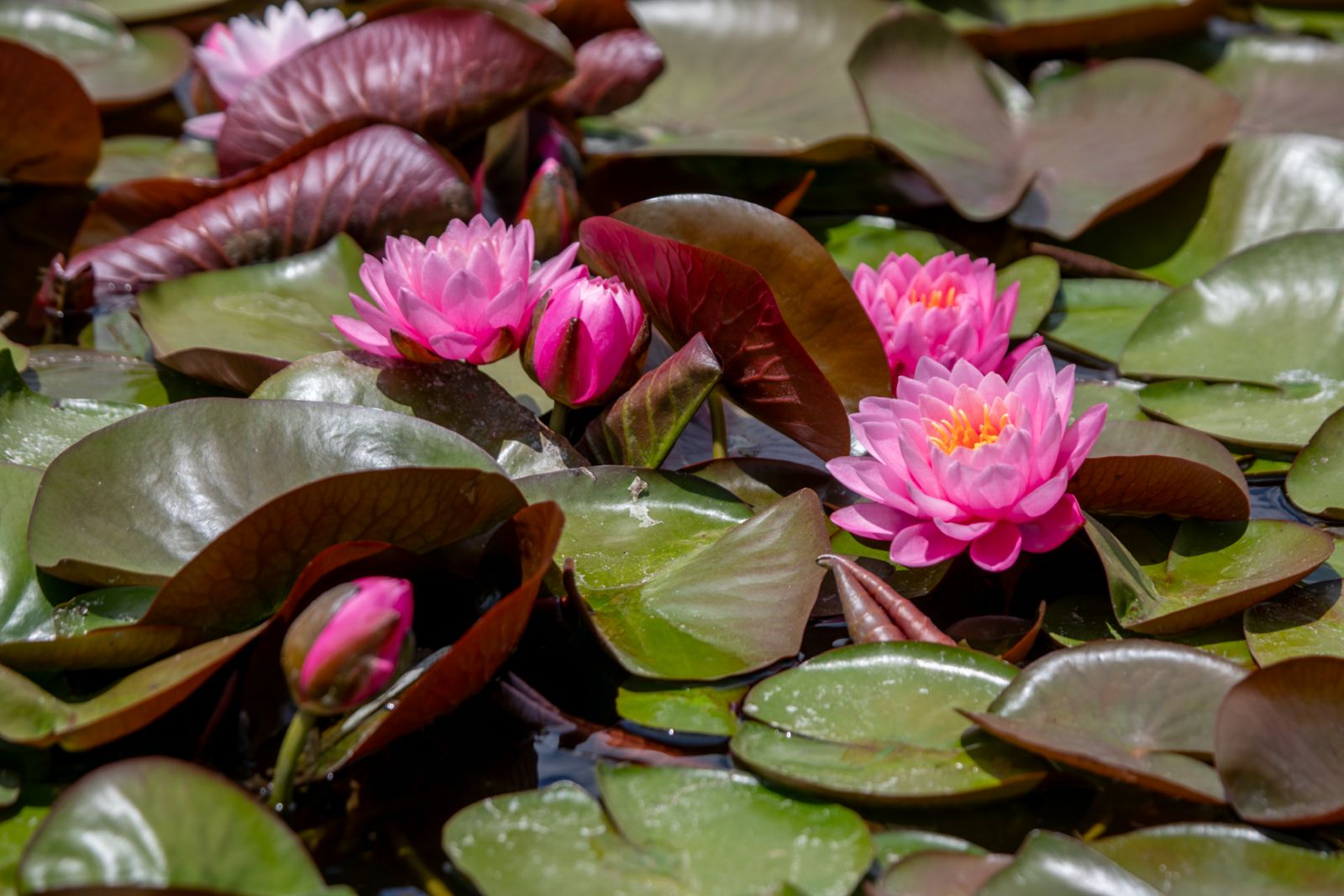 Lotus 17