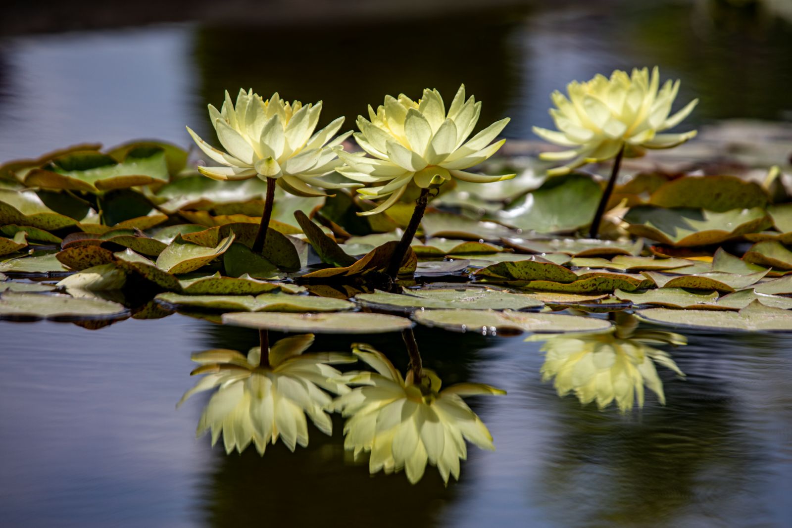 Lotus 18