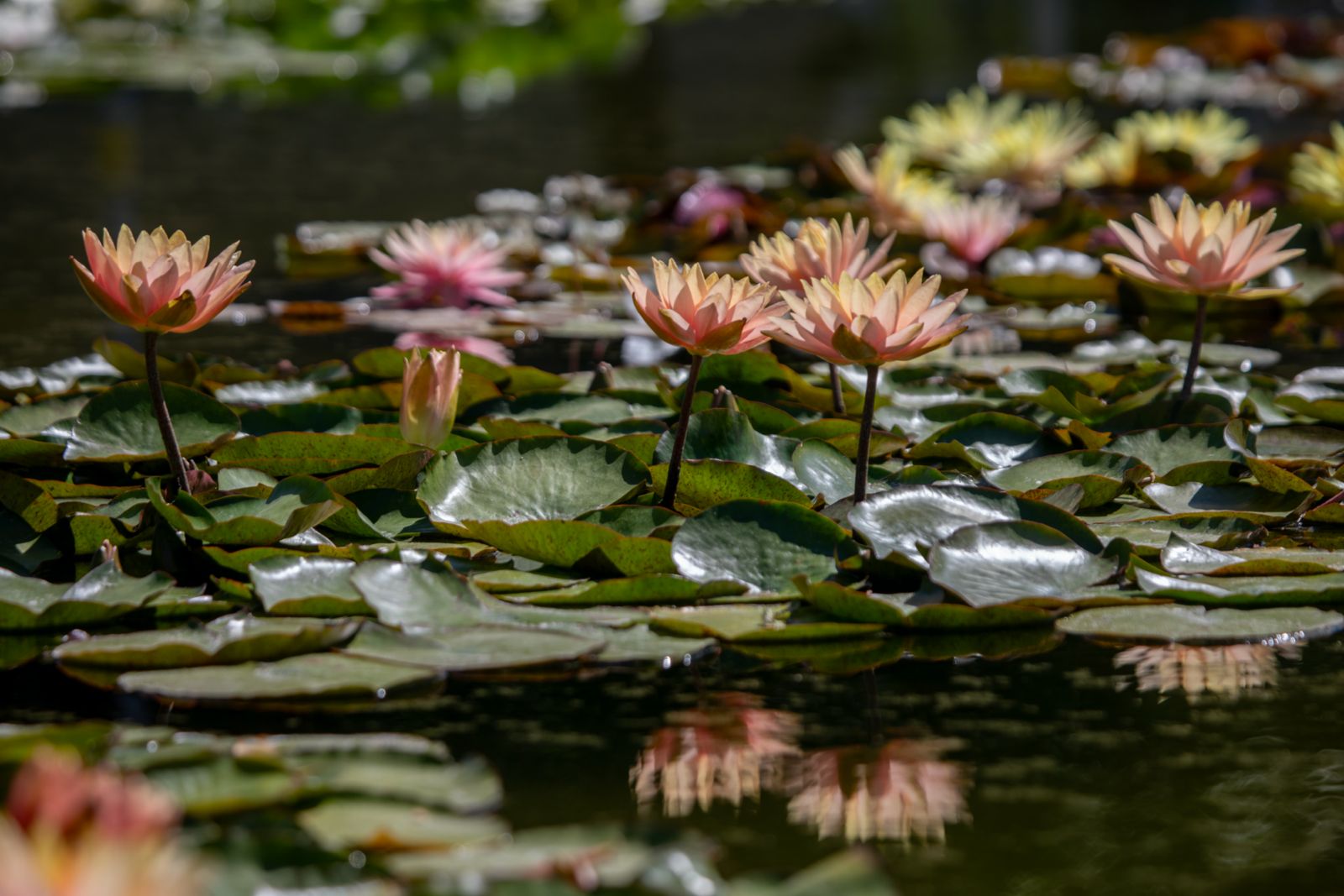 Lotus 20