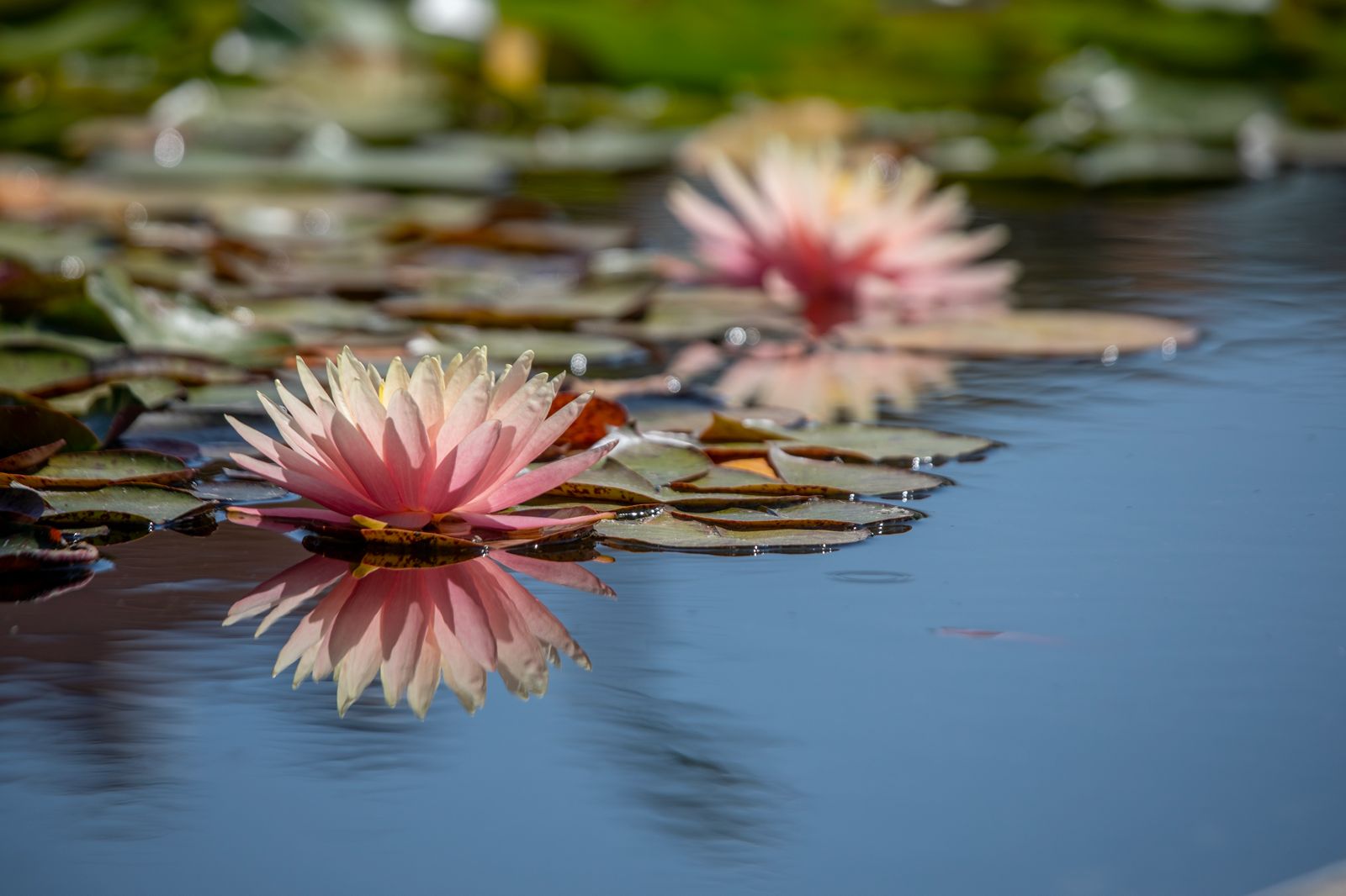 Lotus 21