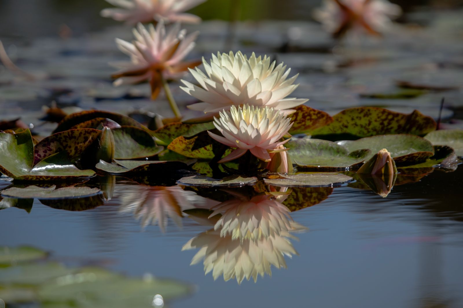 Lotus 22