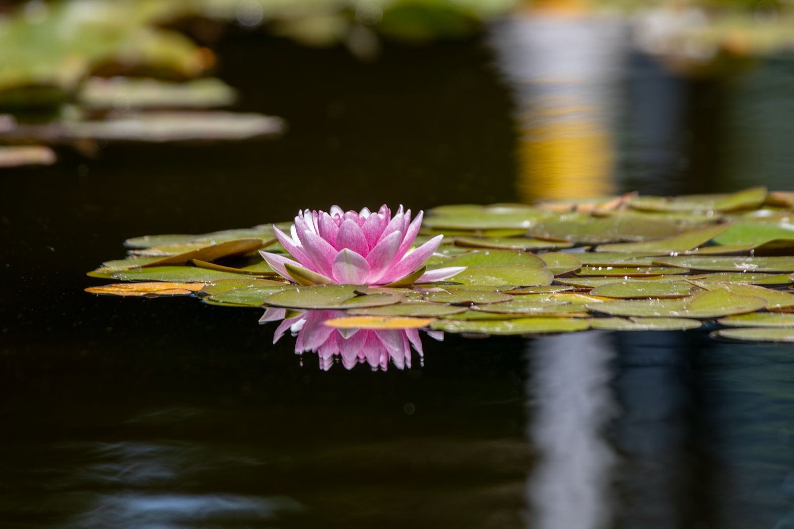Lotus 23