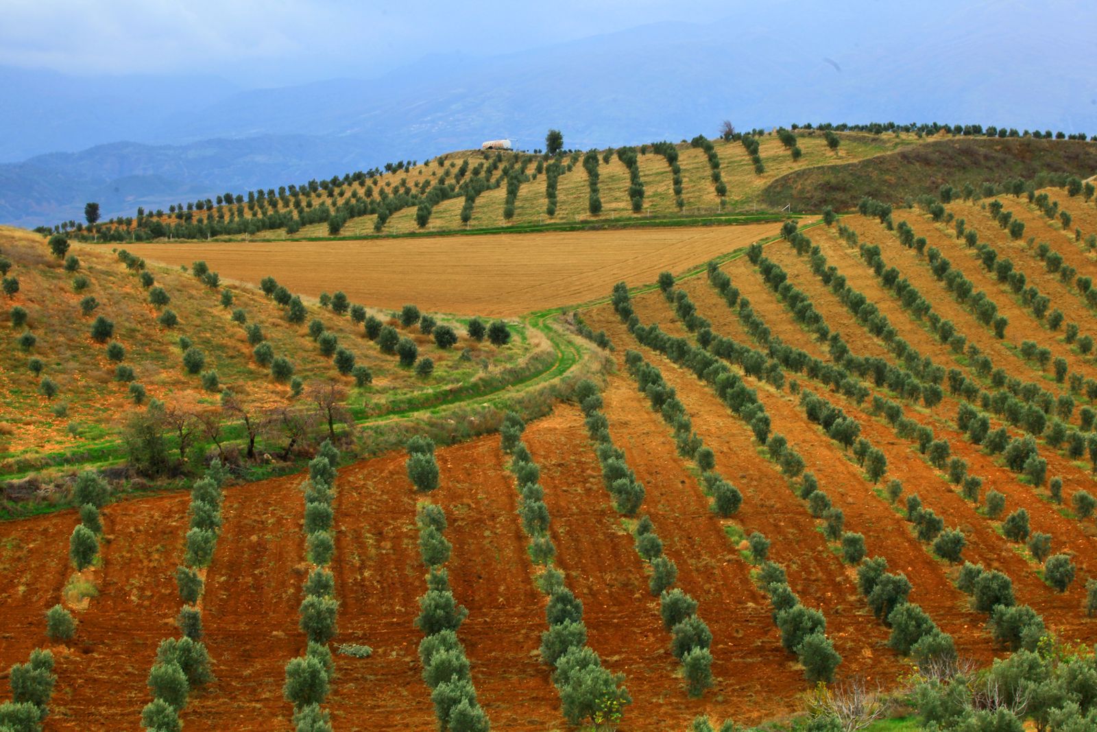 Anadolu 25